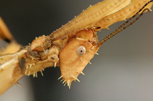 Australian Leaf Insect, portrait