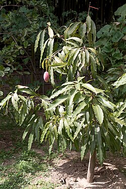 Brasilianguava (Psidium guineense)