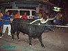 Fiesta Mayor de San Roque de La Cava