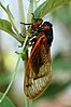 Brood XIX periodical cicada