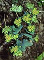 Bupleurum rotundifolium