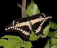 Papilio cresphontes - Wikipedia, the free encyclopedia