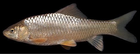 Carasobarbus chantrei