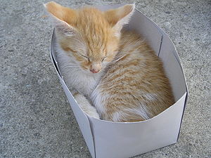 My cat Topi in a paper box