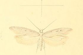 Caulastrocecis gypsella