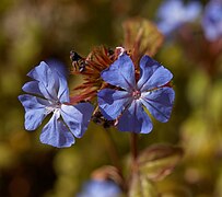 Ceratostigma willmottianum, une des 60 espèces nommées d'après Ellen Willmott ou Warley Place.