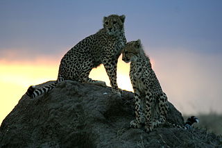 Cheetahs Sunset