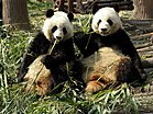 Chengdu pandas eating.jpg