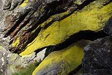 Lichen - Wikidata