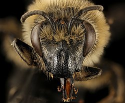 Colletes validus, hona, ansikte.