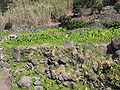 Colocasia esculenta - Feld, Anbau auf Sao Jorge