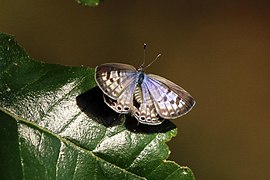 L. p. pirithous, 3 of 3 female on male