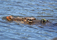 Crocodylus porosus with GPS-based satellite transmitter attached to the nuchal rosette - journal.pone.0062127.g002.png