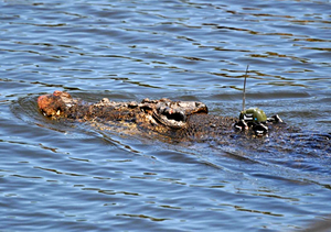 A saltwater crocodile with a GPS-based satellite transmitter attached to its head for tracking Crocodylus porosus with GPS-based satellite transmitter attached to the nuchal rosette - journal.pone.0062127.g002.png