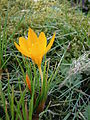 Crocus flavus subsp. flavus