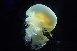 Lion's mane jellyfish