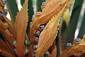 Cycas circinalis（ソテツ科）の大胞子葉