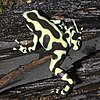 Dendrobates auratus