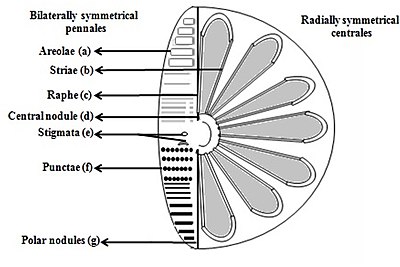 Intricate structures of the diatom
Areolae (hexagonal or polygonal boxlike perforation with a sieve present on the surface of diatom)
Striae (pores, punctae, spots or dots in a line on the surface)
Raphe (slit in the valves)
Central nodule (thickening of wall at the midpoint of raphe)
Stigmata (holes through valve surface which looks rounded externally but with a slit like internal)
Punctae (spots or small perforations on the surface)
Polar nodules (thickening of wall at the distal ends of the raphe) Diatom structure.jpg