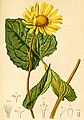 Osztrák zergevirág az 1882-es Atlas der Alpenflora-ban