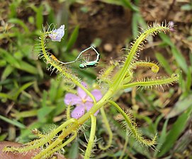 Drosera indica En fångad slända