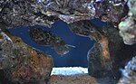 Thumbnail for Dwarf cuttlefish