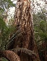 Smulkiadantis eukaliptas Erinandros nacionaliniame parke (Australija)