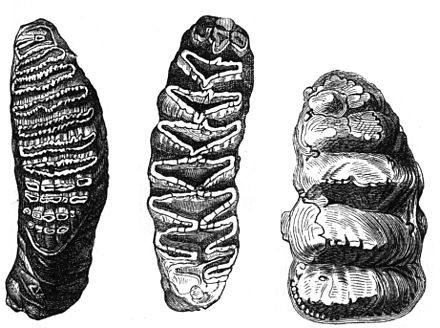 molars mastodon loxodonta elephas