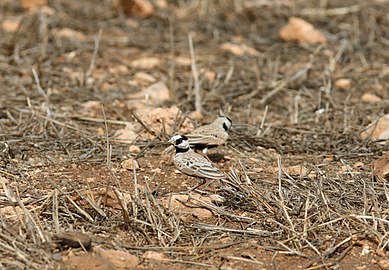 שני זכרים מהתת-מין E. n. nigriceps, האי מאיו, כף ורדה