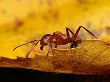 Macro photograph of ant Formica polyctena 2.jpg