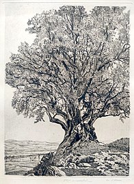 L'olivier, 28-05-1903 (Eau-forte ; Inv. Kunel num. 46 (Italie) ; 39,7 x 29,5 cm), Collection privée