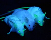 Mice transduced by a lentiviral vector fluoresce under UV-illumination GFP Mice 01.jpg