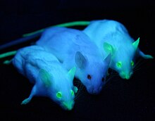 Genetically engineered mice expressing green fluorescent protein, which glows green under blue light. The central mouse is wild-type. GFP Mice 01.jpg