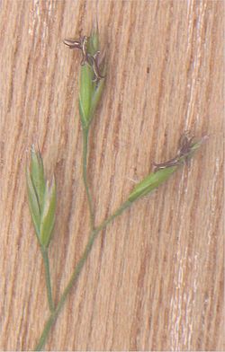 Gewoon roodzwenkgras aartjes (Festuca rubra var. commutata spikes).jpg