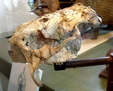 Crâne de Glyptotherium texanum