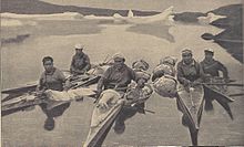 Greenlandic Inuit hunters with several seals, c. 1900. Historically seal hunting was often done from kayak with a harpoon, but today most is done from small motorboat with rifle/shotgun Gronlander nach Seehundjagd.jpg