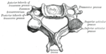 Vèrtebra cervical.