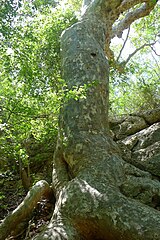 Tree in Guánica State Forest