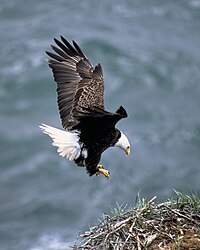 The Bald Eagle appears on the Great Seal of the United States. Protection of this once endangered species has helped save it from extinction.