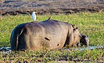 Miniatura para Parque nacional de Chobe