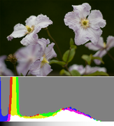 Image histogram of a low-contrast scene, normally exposed