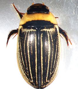 Hydaticus aruspex