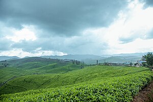 Regenwolken über einer Teeplantage in Ruanda