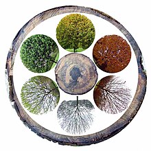 The six modern mid-latitude ecological seasons.
From bottom, clockwise:
prevernal, vernal, estival, serotinal, autumnal, hibernal Jahreszeiten Jahresringe.jpg