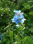 Pavot bleu de l'Himalaya