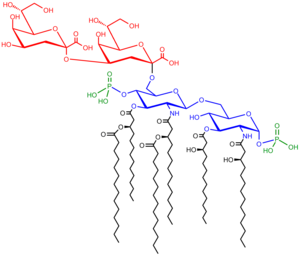 Structure of the saccharolipid Kdo2-lipid A. Glucosamine residues in blue, Kdo residues in red, acyl chains in black and phosphate groups in green. Kdo2-lipidA.png