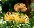 Leucospermum 'Sunshine'