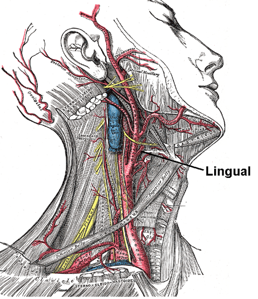 File:Lingual artery.PNG