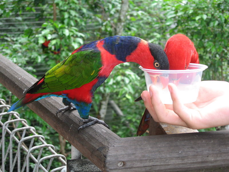 800px-Lory_eating%2C_Jurong_BirdPark.JPG