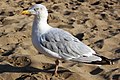 Ezüstsirály (Larus argentatus)